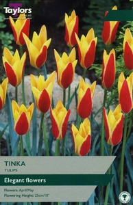 Tulip Tinka