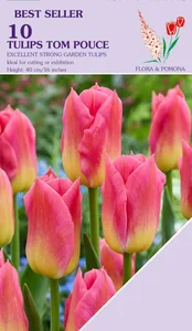 Tulip Tom Pouce