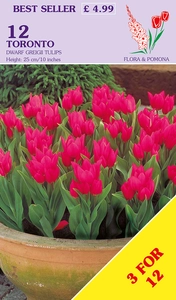 Tulip Toronto
