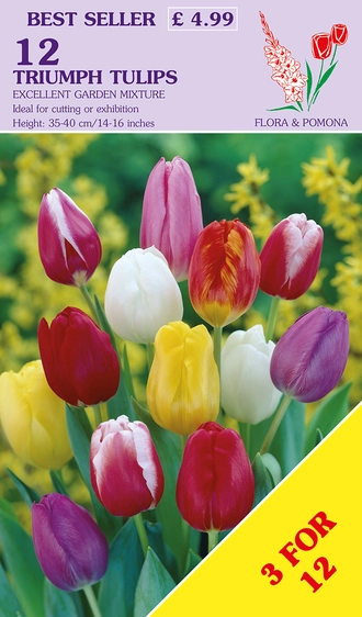 Tulip Triumph Mix