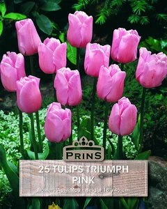 Tulip Triumph Pink
