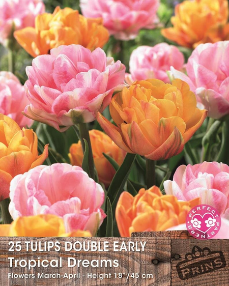 Tulip Tropical Dreams