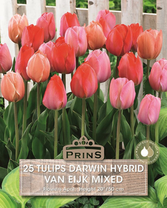 Tulip Van Eijk Mix