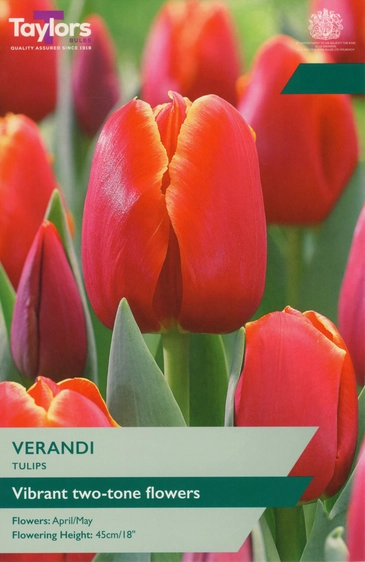 Tulip Verandi