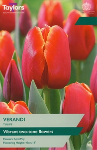 Tulip Verandi