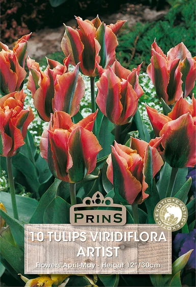 Tulip viridiflora Artist