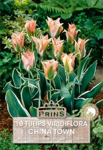 Tulip viridiflora China Town