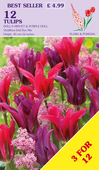 Tulip viridiflora Doll Mix