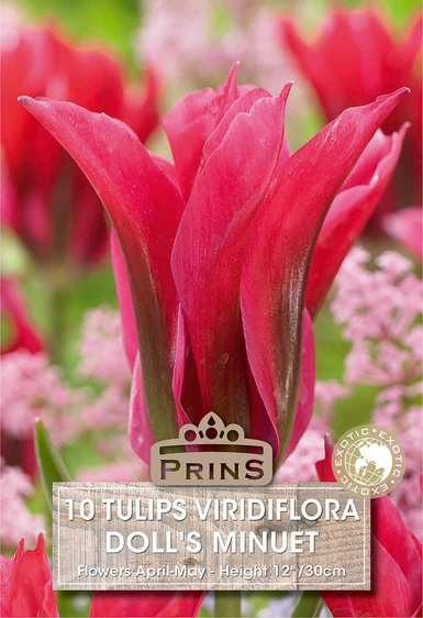 Tulip viridiflora Doll's Minuet