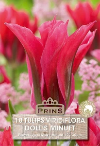 Tulip viridiflora Doll's Minuet