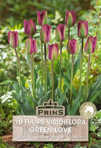 Tulip viridiflora Green Love