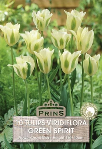 Tulip viridiflora Green Spirit