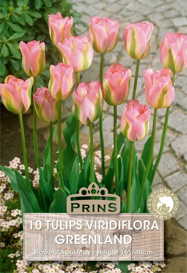 Tulip viridiflora Greenland