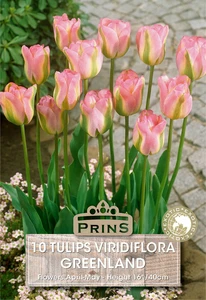 Tulip viridiflora Greenland