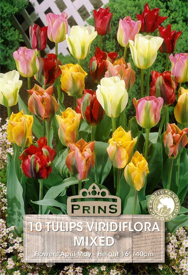 Tulip viridiflora Mix