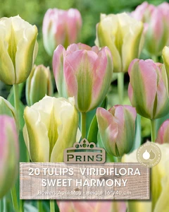 Tulip viridiflora Sweet Harmony