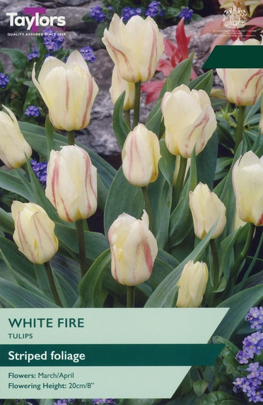 Tulip White Fire