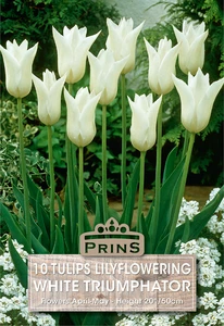 Tulip White Trumphator