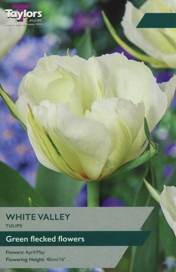 Tulip White Valley