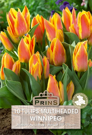 Tulip Winnipeg