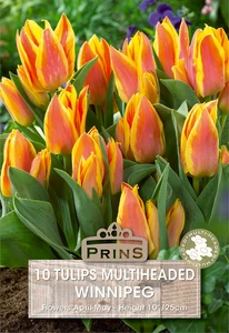 Tulip Winnipeg