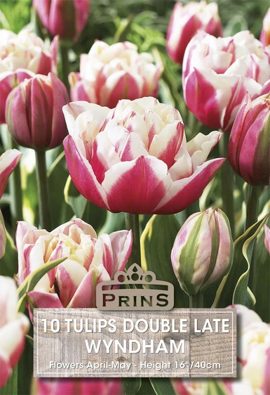 Tulip Wyndham