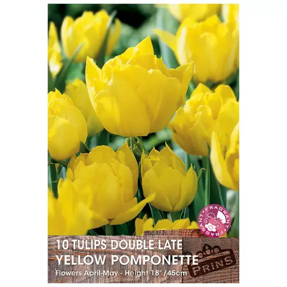 Tulip Yellow Pompenette
