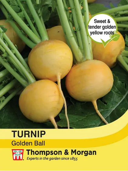 Turnip Golden Ball - image 1