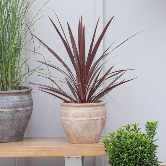 Ivyline Tuscan Terracotta Rope Planter Ø22cm