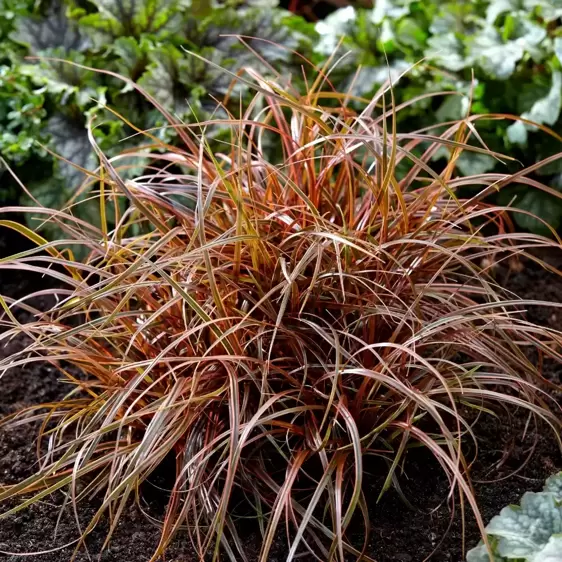 Uncinia rubra EverColor® ‘Everflame'