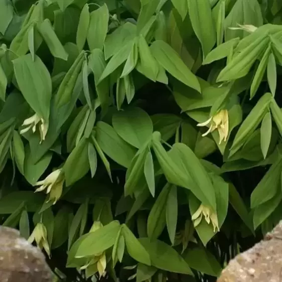 Uvularia grandiflora - image 1