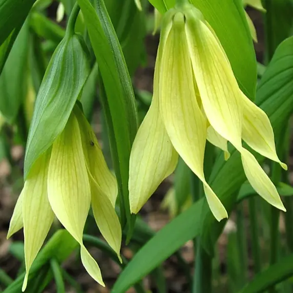 Picture Credit - Rijnbeek