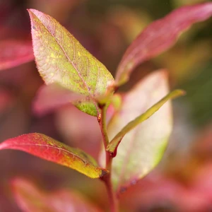 Vaccinium corymbosum 'Blue Crop' - image 1