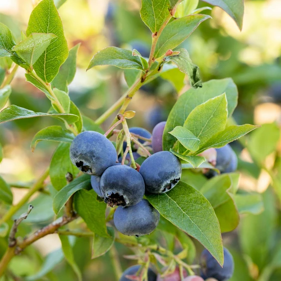 Vaccinium corymbosum 'Blue Crop' - image 2