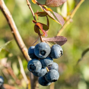 Vaccinium corymbosum 'Blue Crop' - image 3
