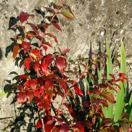 Image Credit: © Hortival Diffusion - Minier
