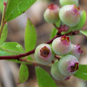 Vaccinium x ashei 'Pink Lemonade' - image 3