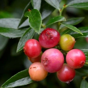 Image Credit: © Hortival Diffusion - Minier