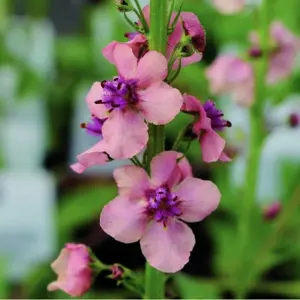 Verbascum x hybridum 'Copper Rose' 1L