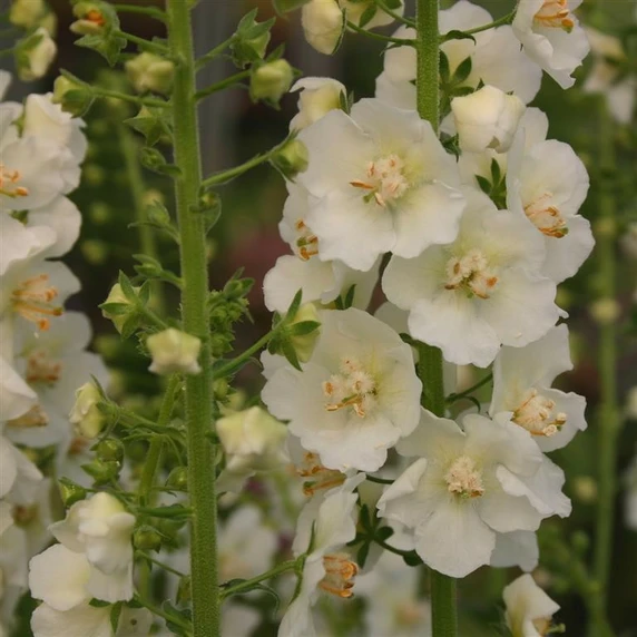 Picture - Kernock Park Plants