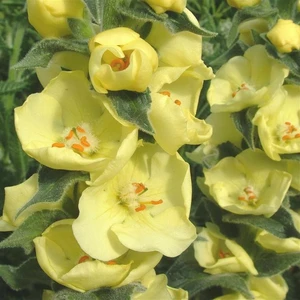Picture - Kernock Park Plants