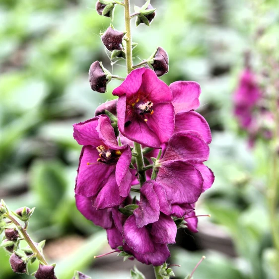 Picture Credit - The Bransford Webbs Plant Company