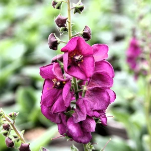 Picture Credit - The Bransford Webbs Plant Company