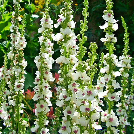 Picture Credit - The Bransford Webbs Plant Company