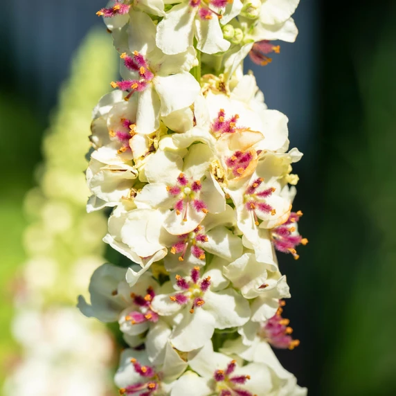 Verbascum chaixii 'Wedding Candles' - image 2