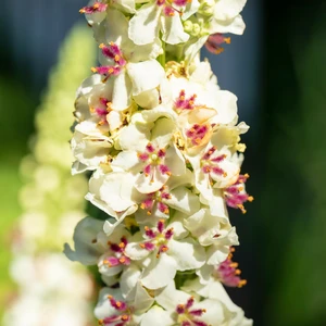 Verbascum chaixii 'Wedding Candles' - image 2