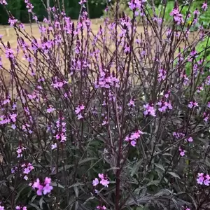 Verbena officinalis 'Bampton' 1L