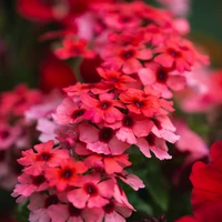 Verbena (Bedding)