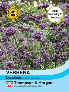 Verbena bonariensis - image 1