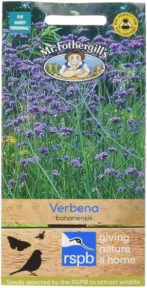 Verbena Bonariensis - image 1
